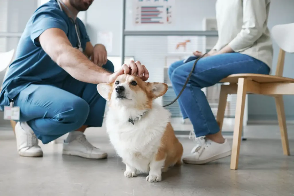 pet insurance that pays vet directly